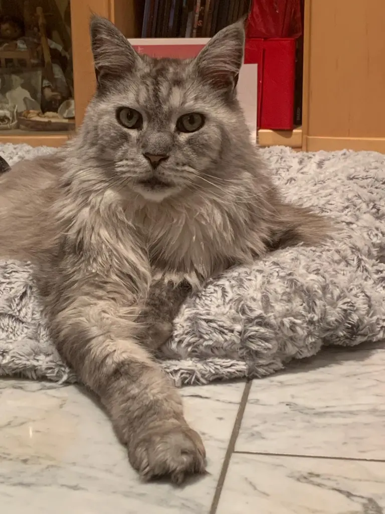 Bild von Merl (Draco Malfoy)