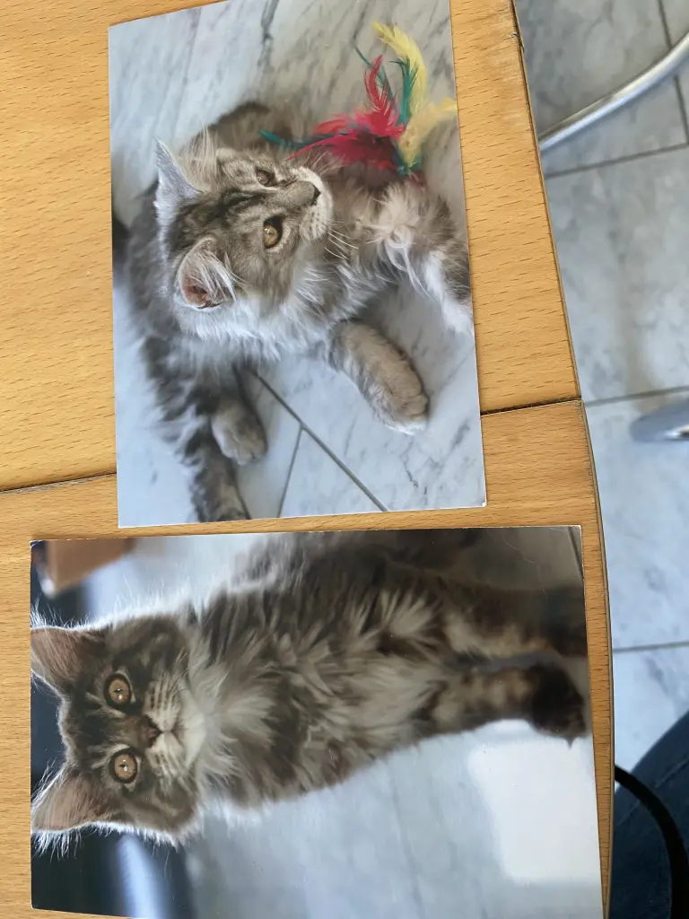 Bild von Merl (Draco Malfoy)