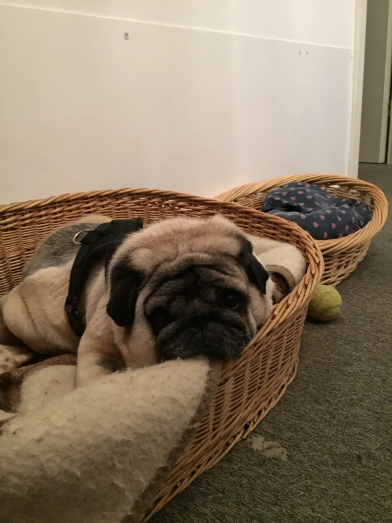 Image from Charly