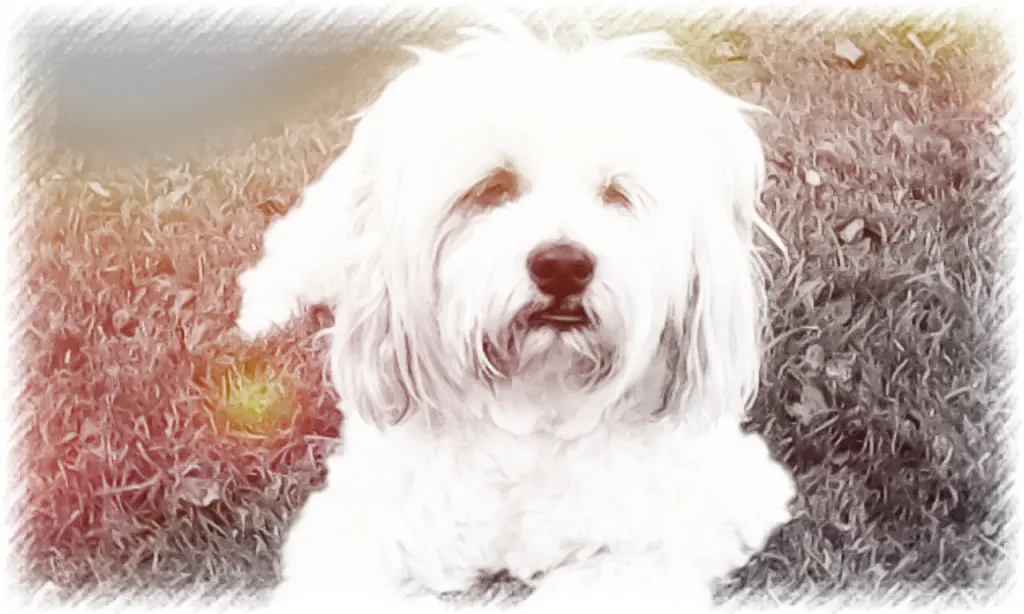 Condolence image of Jasmin mit Banyara im Herzen