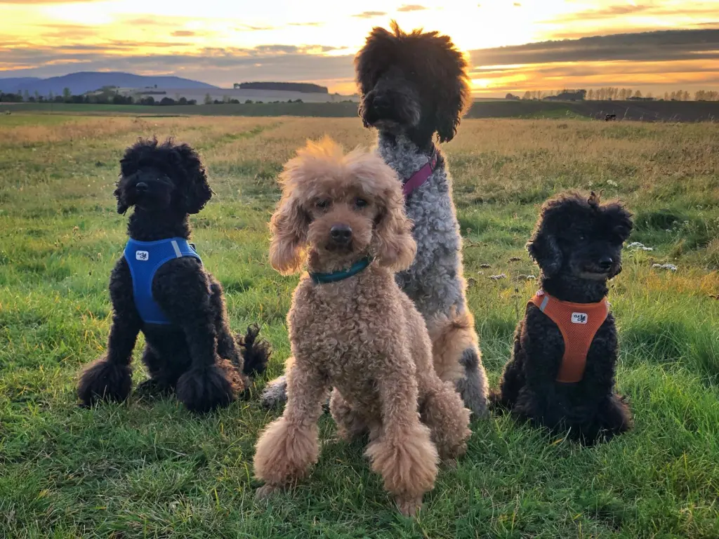 Andachtsbild von Ingo