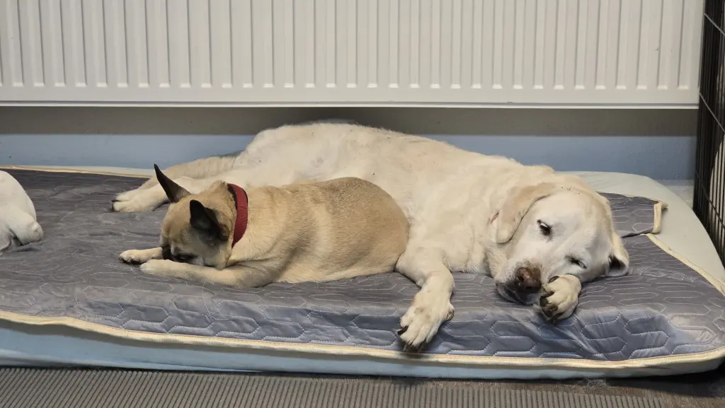 Andachtsbild von Sylvi