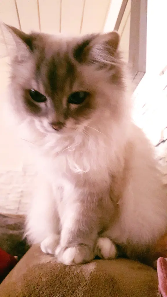 Andachtsbild von Christel mit Minka im 💞