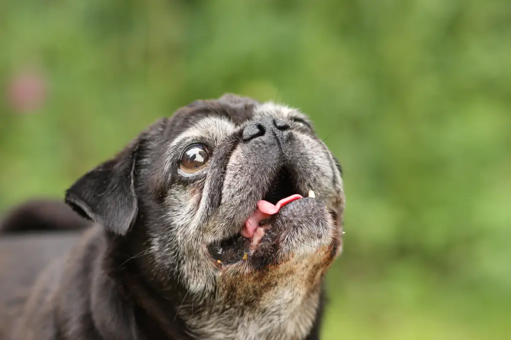 Condolence image of Cornelia mit Bruno & Barni im Herzen