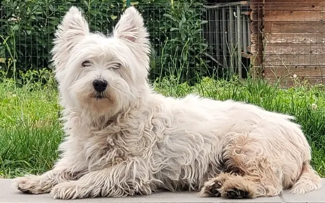 Andachtsbild von Benjamin Koterba