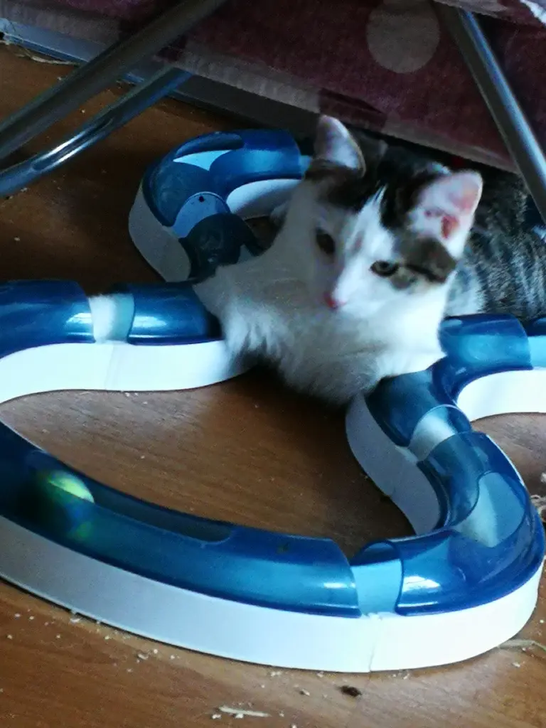 Er war wirklich ein Clown und hatte mir Blödsinn im Kopf