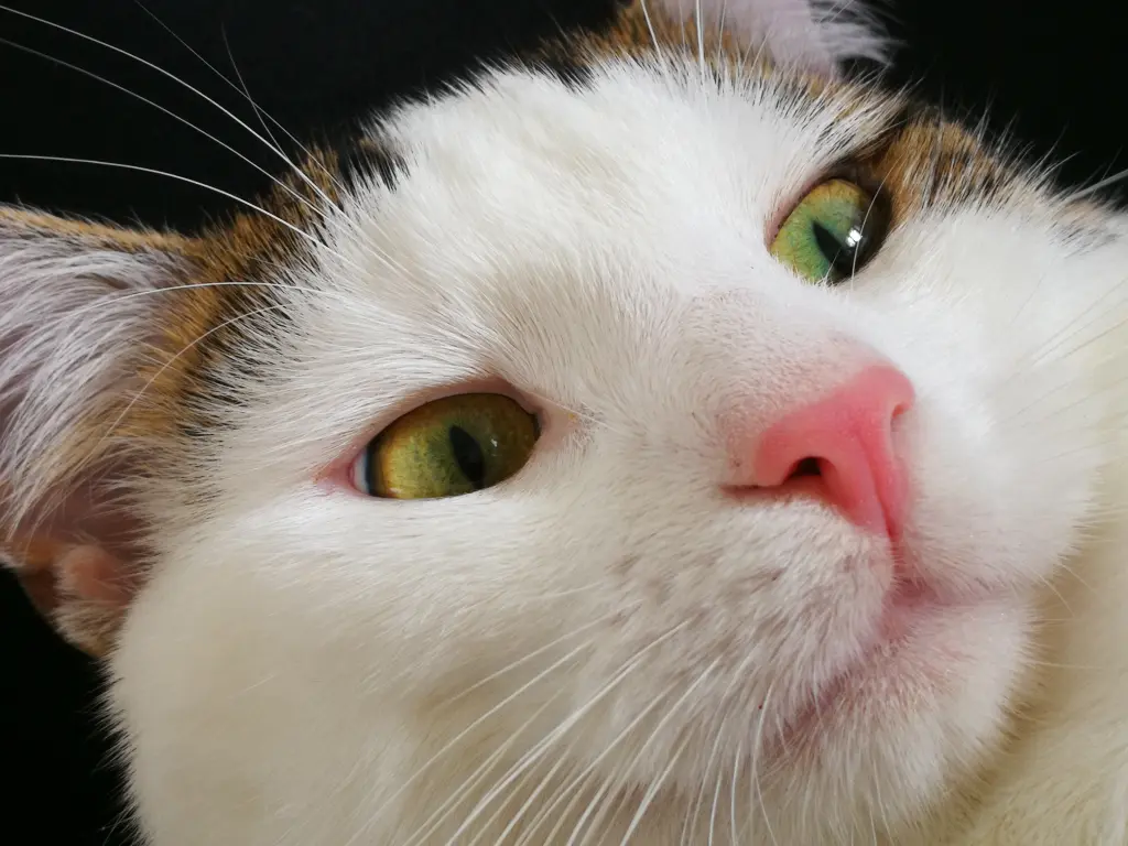 Er wahr eine absolute Schönheit, diese Augen!