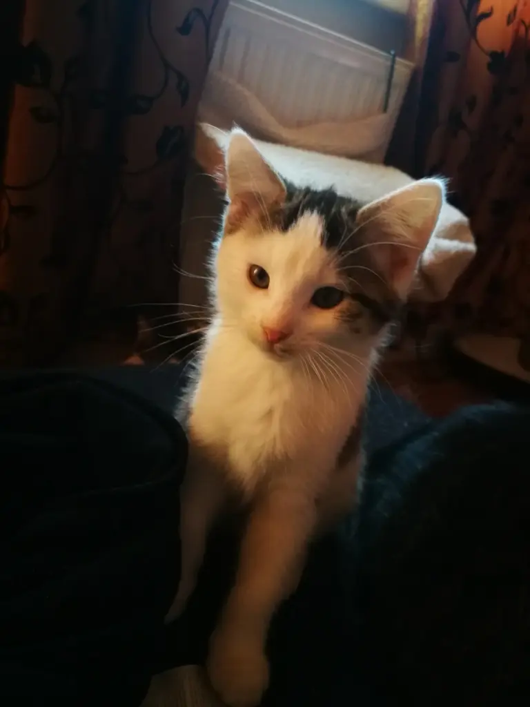 Bram hat sich in mein Herz geschlichen und somit bin ich Pflegestellenversager