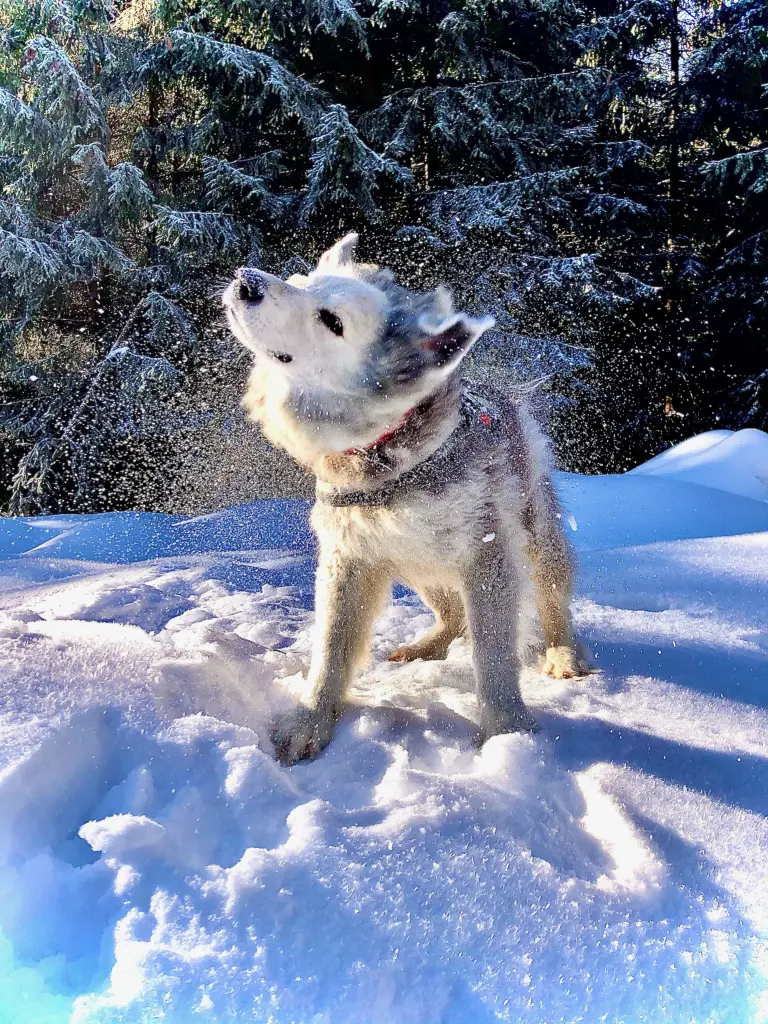 Tori liebte den Schnee.