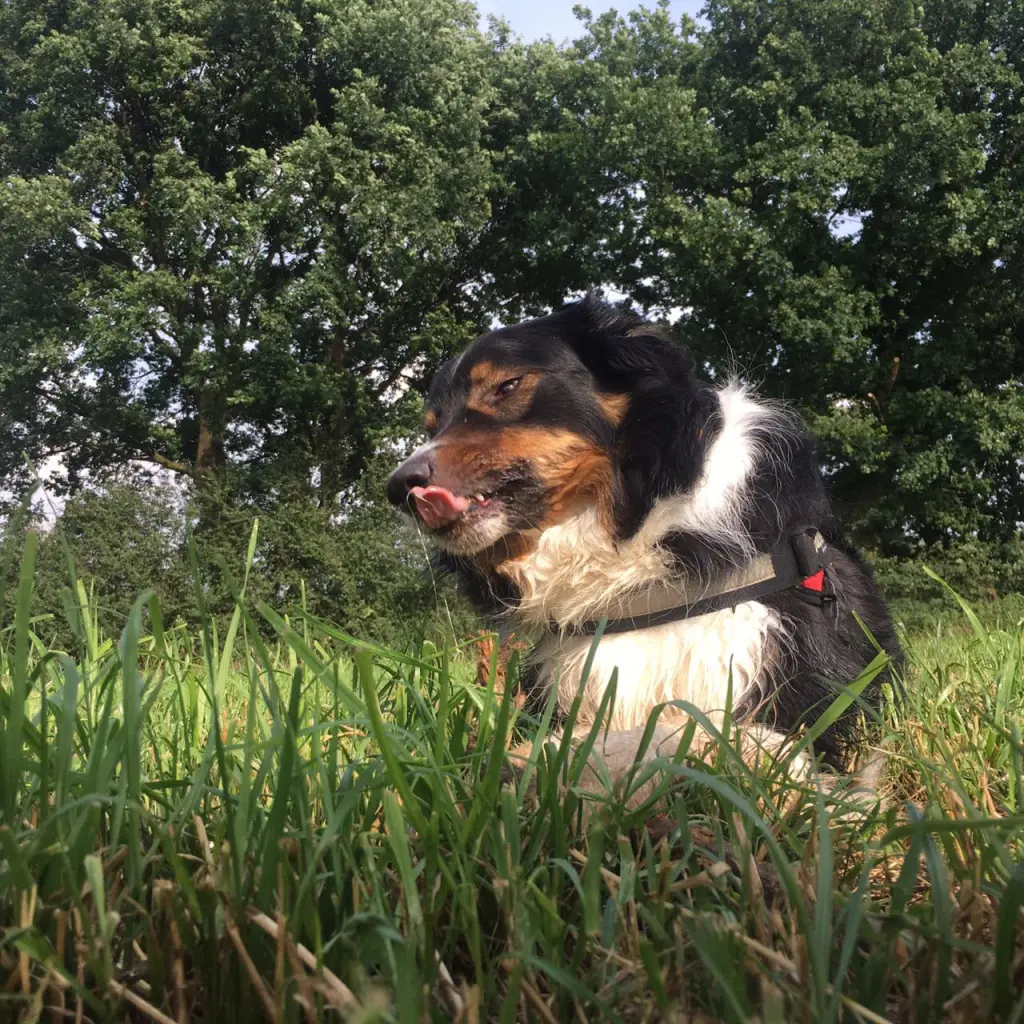 Du liebtest die Natur