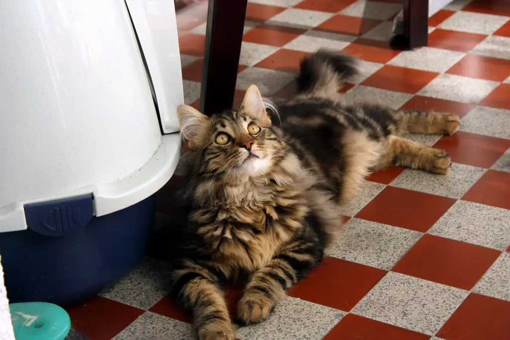 Andachtsbild von Birgitt