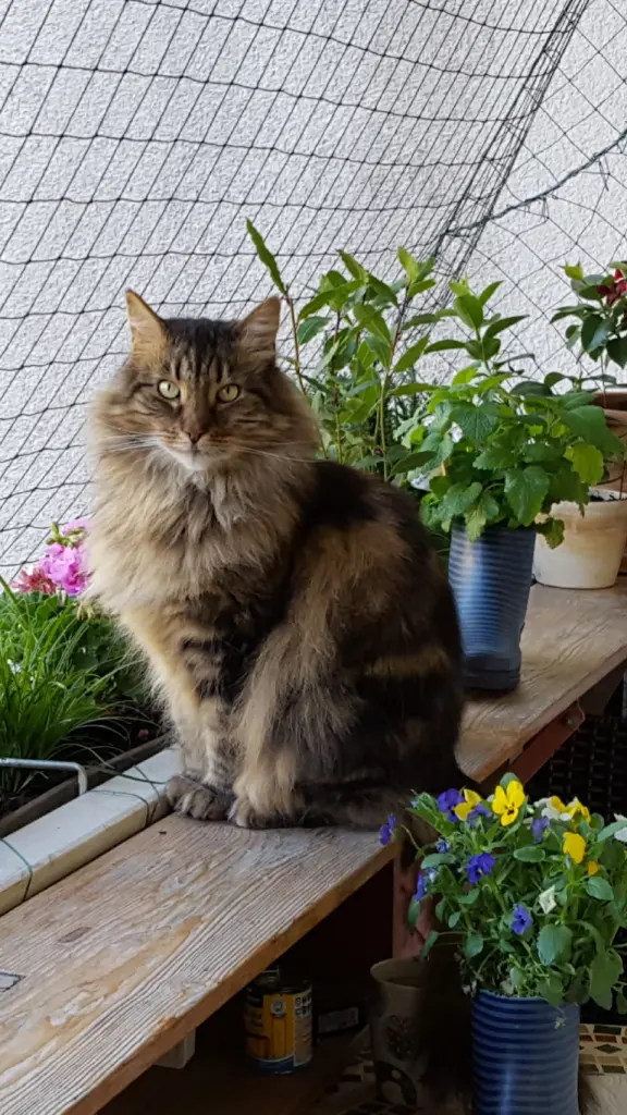 Andachtsbild von Birgitt