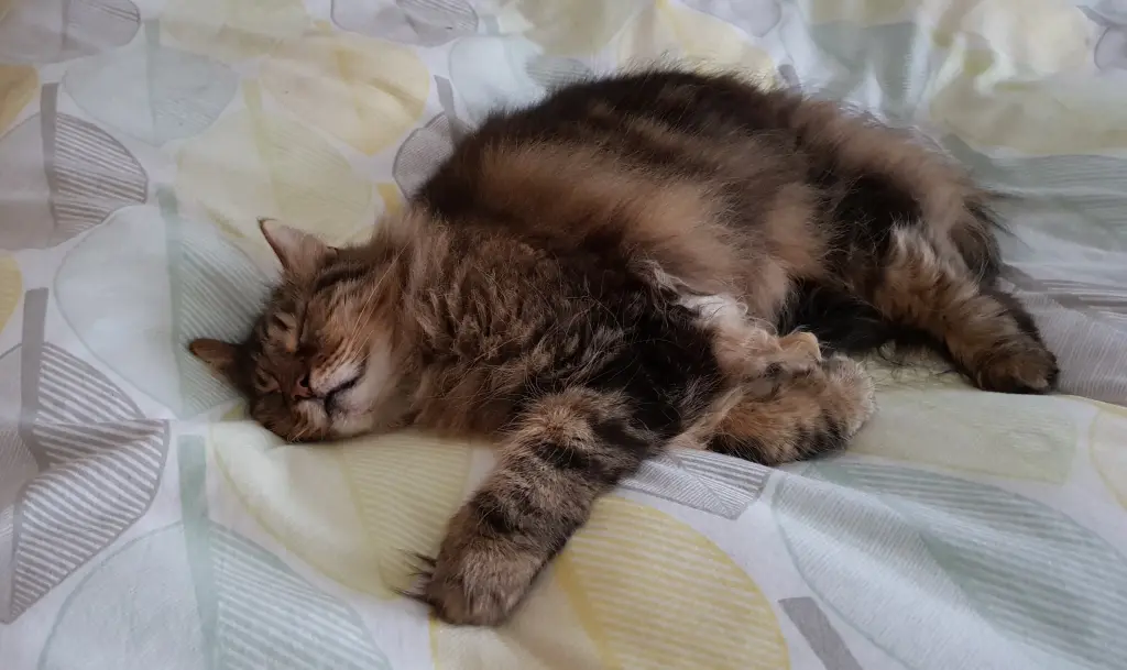 Andachtsbild von Birgitt