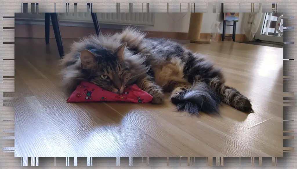 Bild von Richie