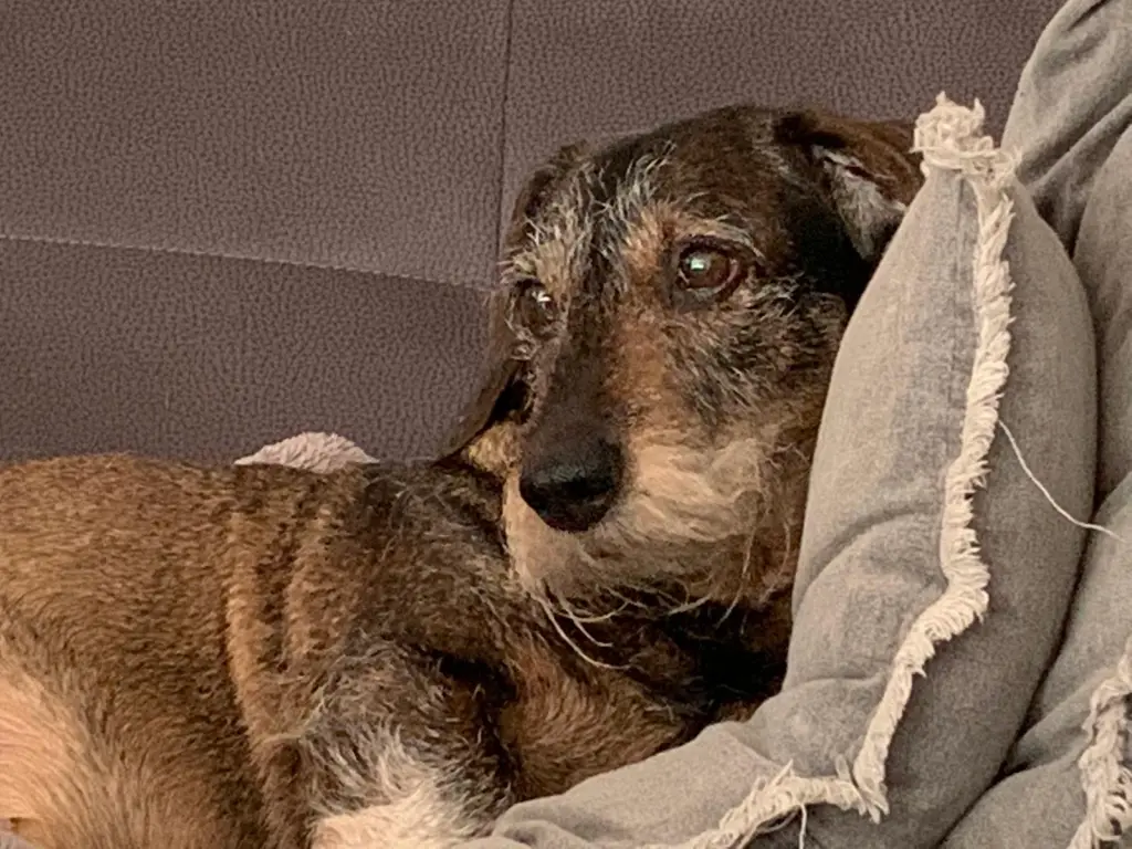 Andachtsbild von Simone