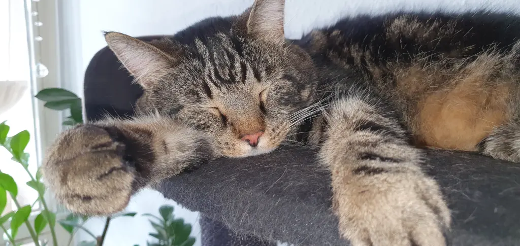 Andachtsbild von Susanne