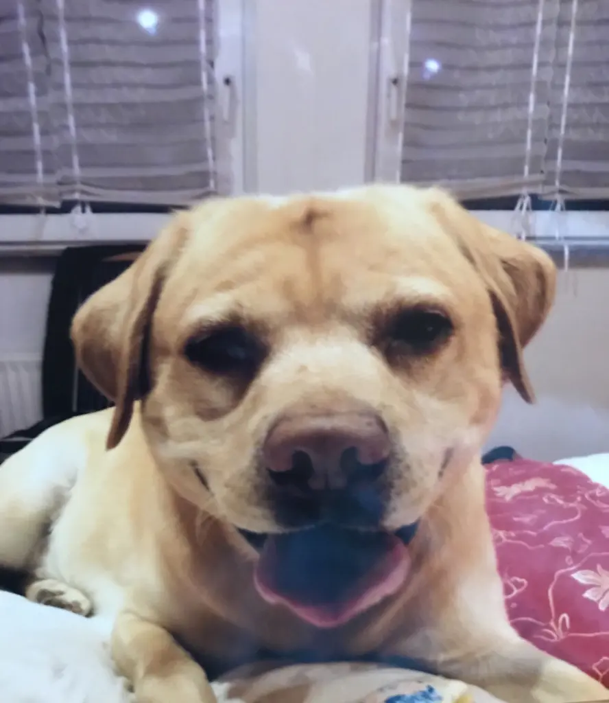 Andachtsbild von Elzbieta