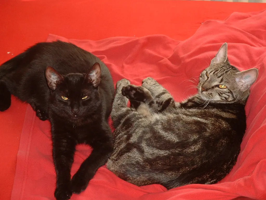 Mira und ihre Schwester Bella (beide ca. 6 Jahre)