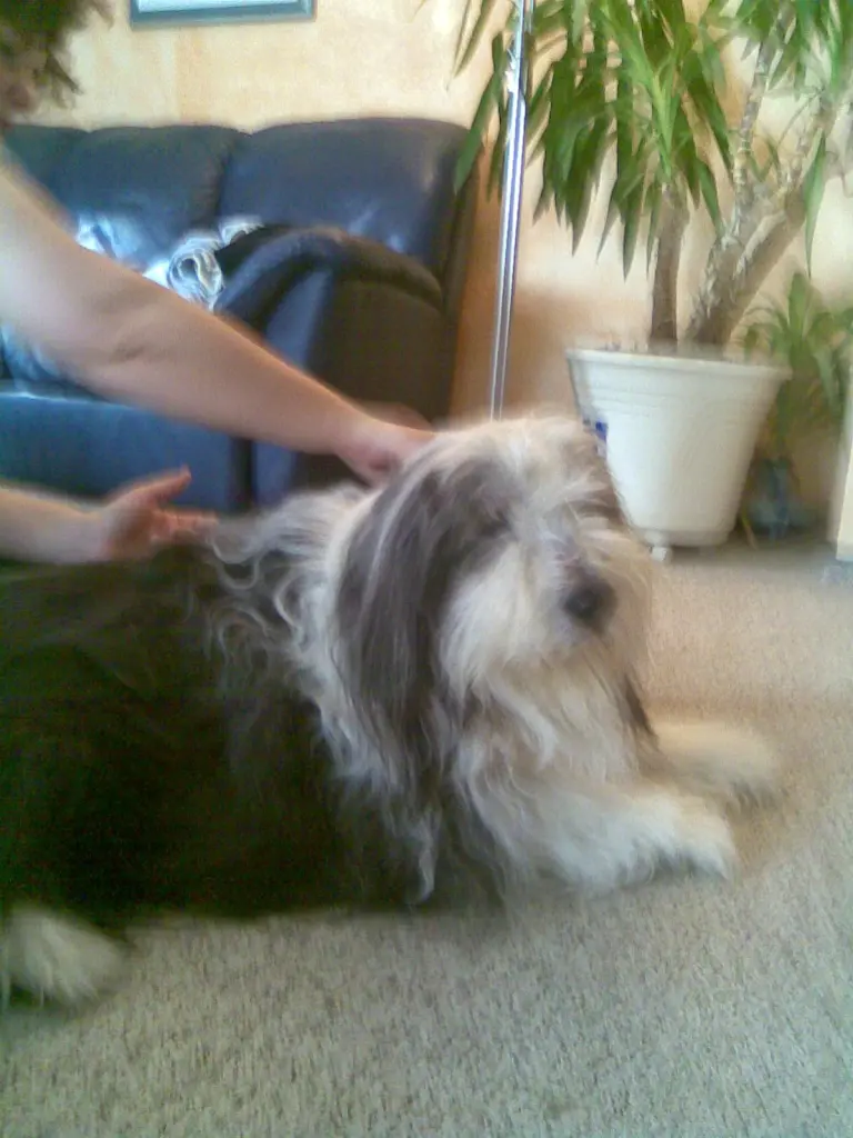 Prince 10.10.96 - 26.12.2010