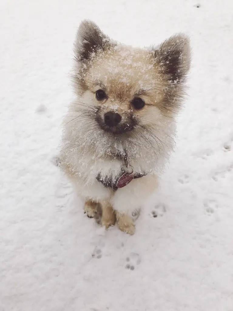 Image from Nacho