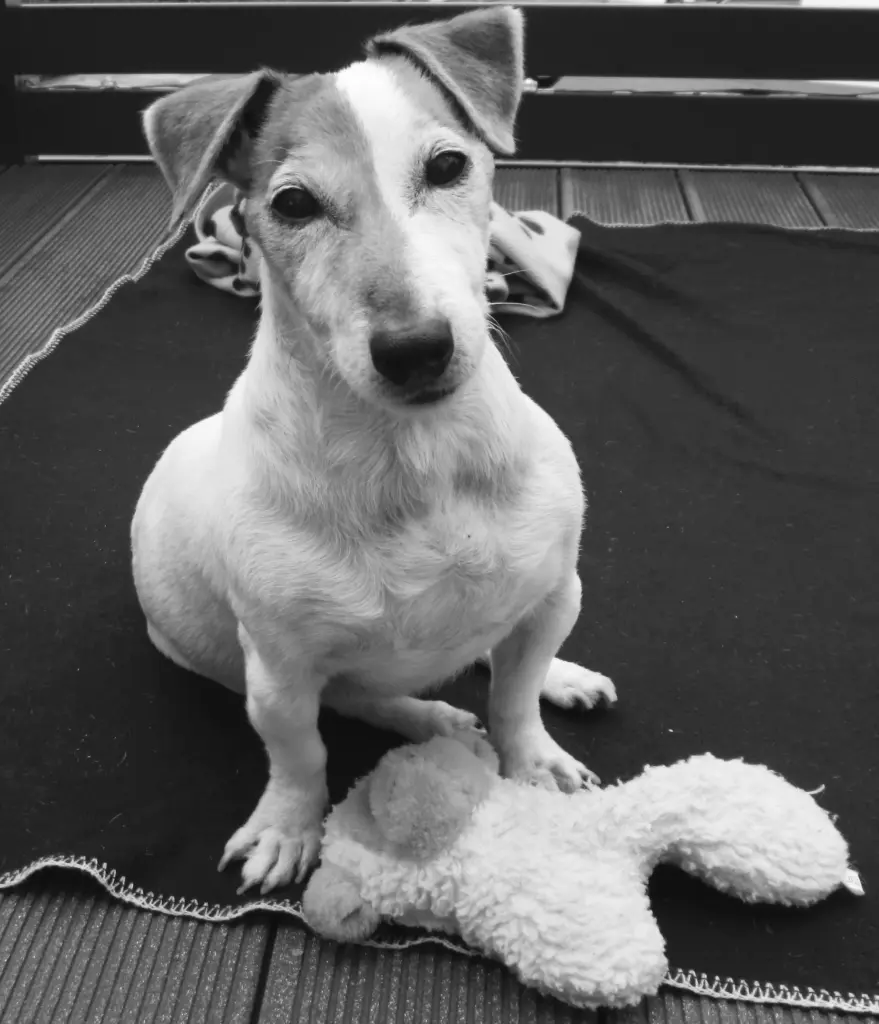 Andachtsbild von Dein Herrchen