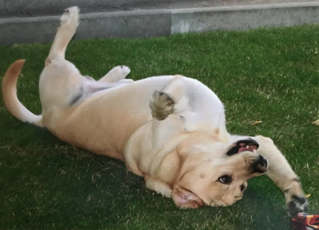 Andachtsbild von Elzbieta mit Max im Herzen