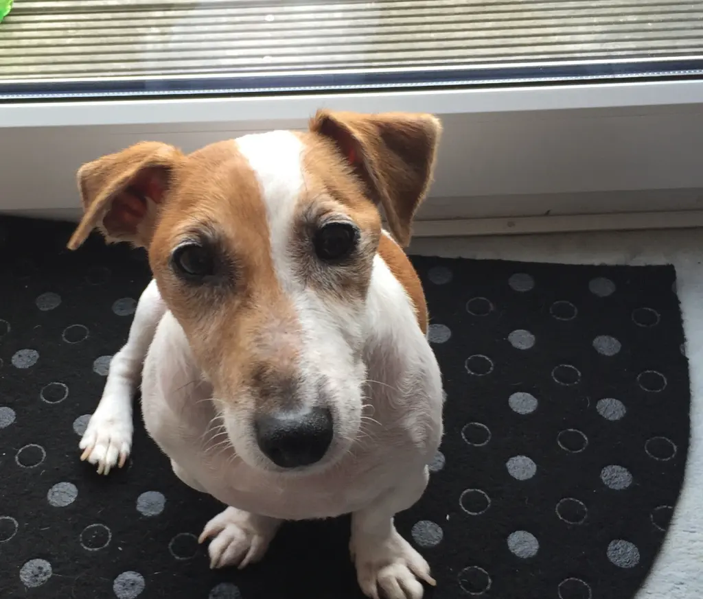 Andachtsbild von Steffen