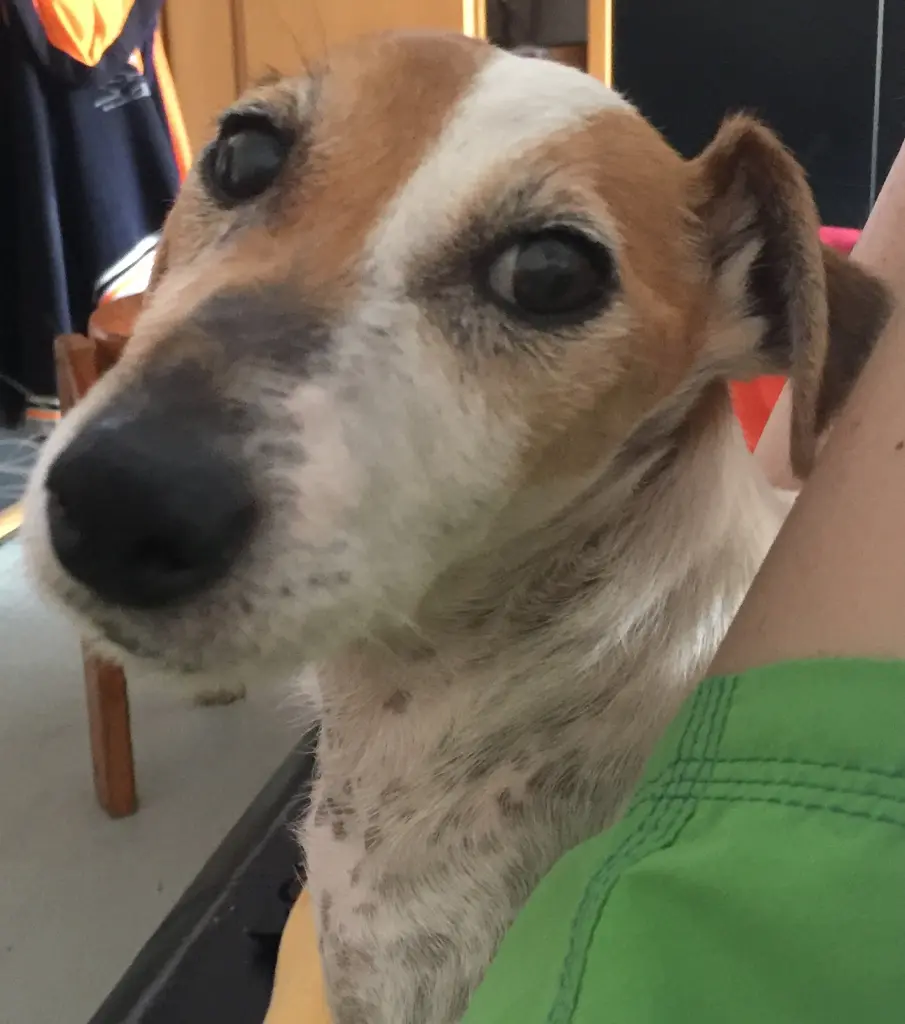 Andachtsbild von Steffen