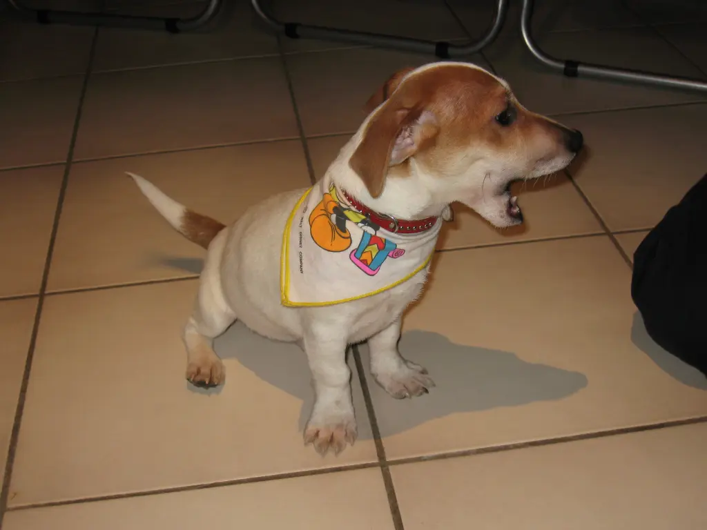 Andachtsbild von Steffen