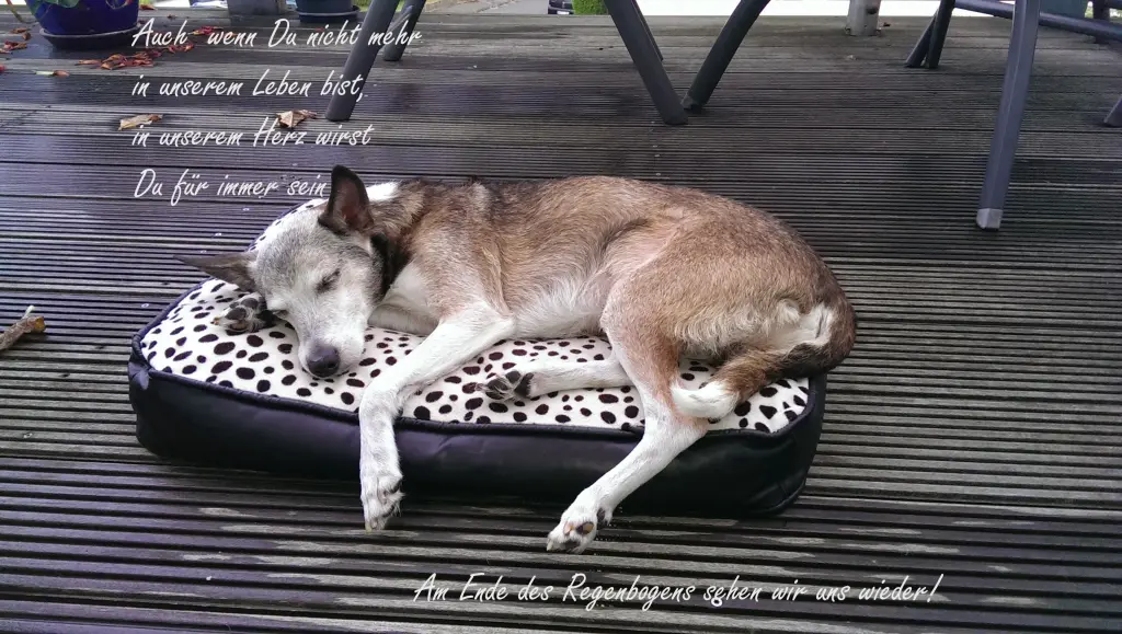 Andachtsbild von Dani