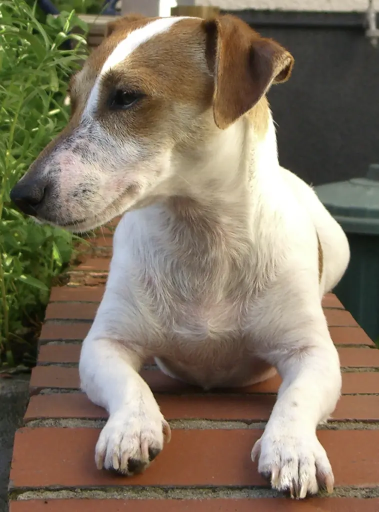 Andachtsbild von Steffen