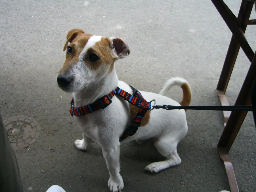 Andachtsbild von Unbekannt