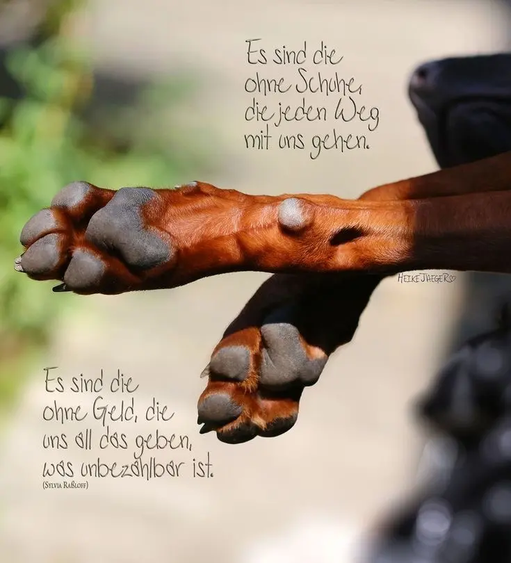 Andachtsbild von Dani