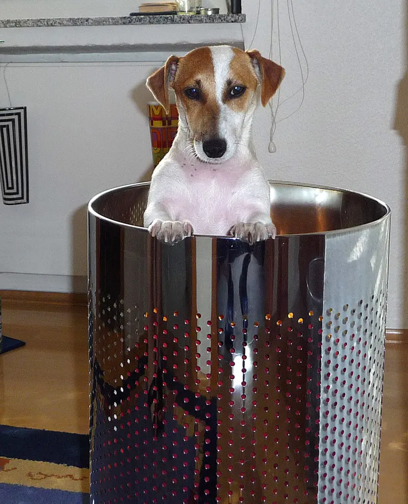 Andachtsbild von Dein Herrchen