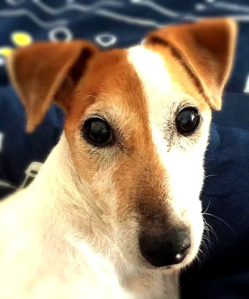 Bild von Spätzi (Dieter)