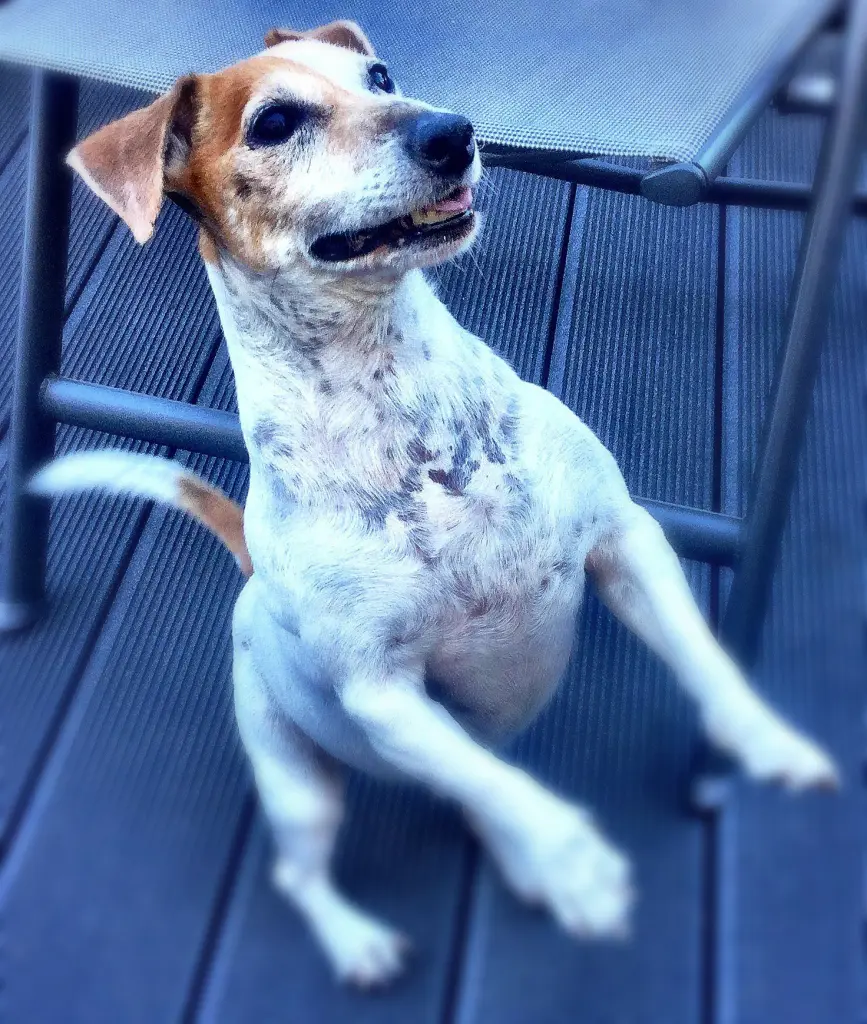 Bild von Spätzi (Dieter)