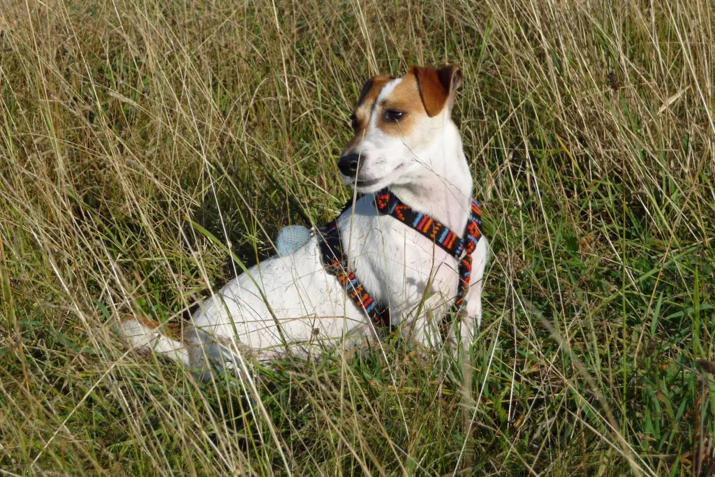 Bild von Spätzi (Dieter)