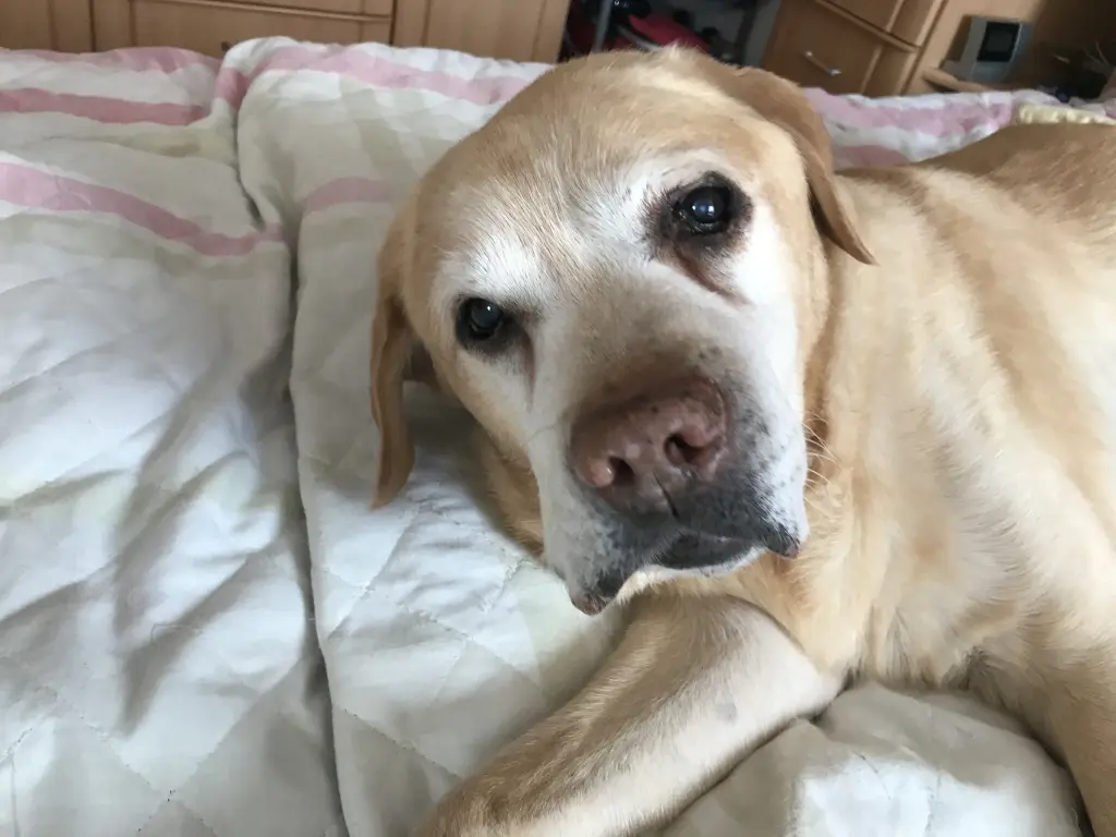 Condolence image of Elzbieta mit Max im Herzen 