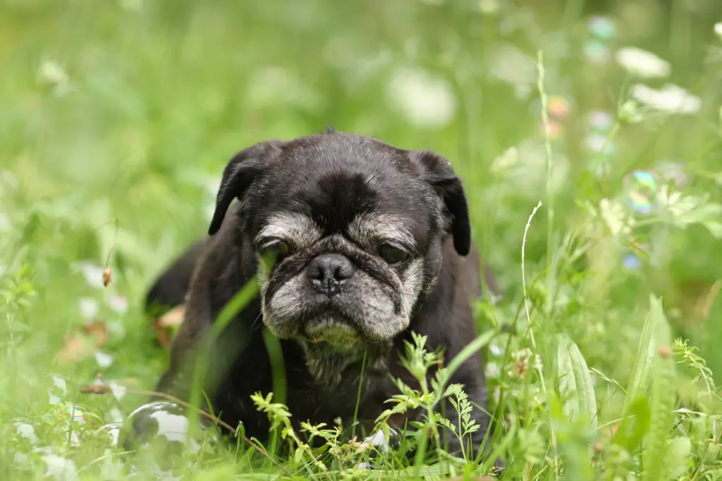 Condolence image of Cornelia mit Bruno & Barni im Herzen