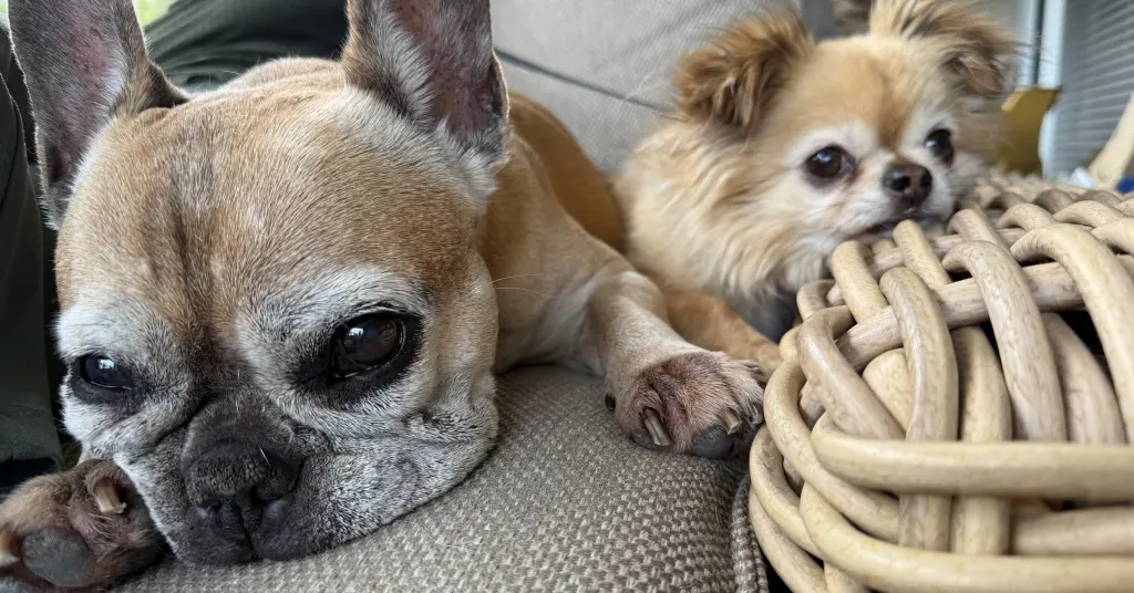 Andachtsbild von Anika Und Buddy