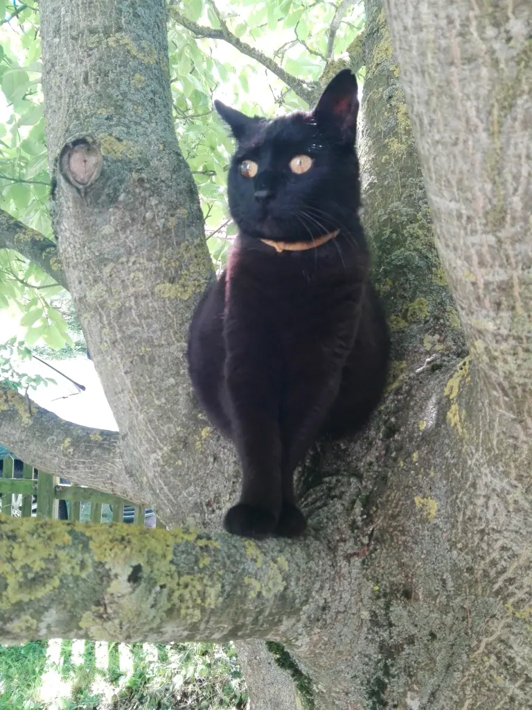 Condolence image of Karin mit Becky