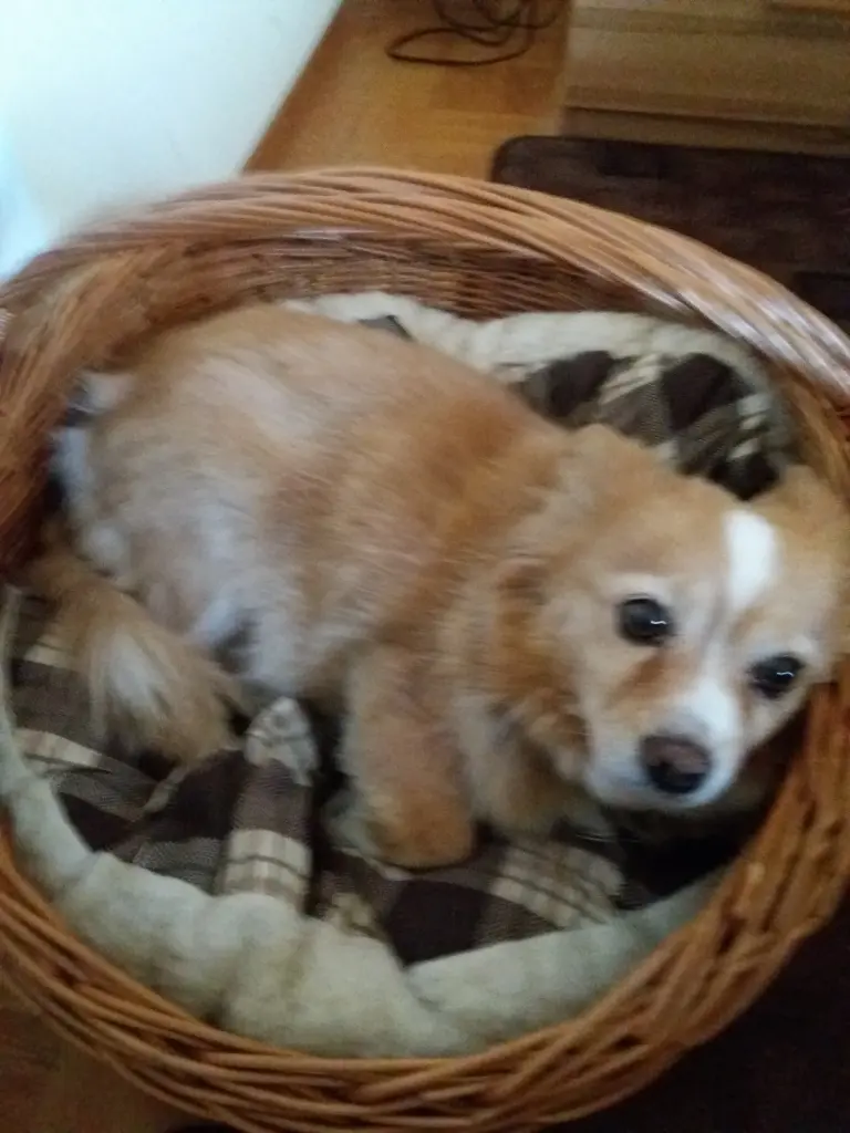 Mittagsruhe in Ihrem Nest