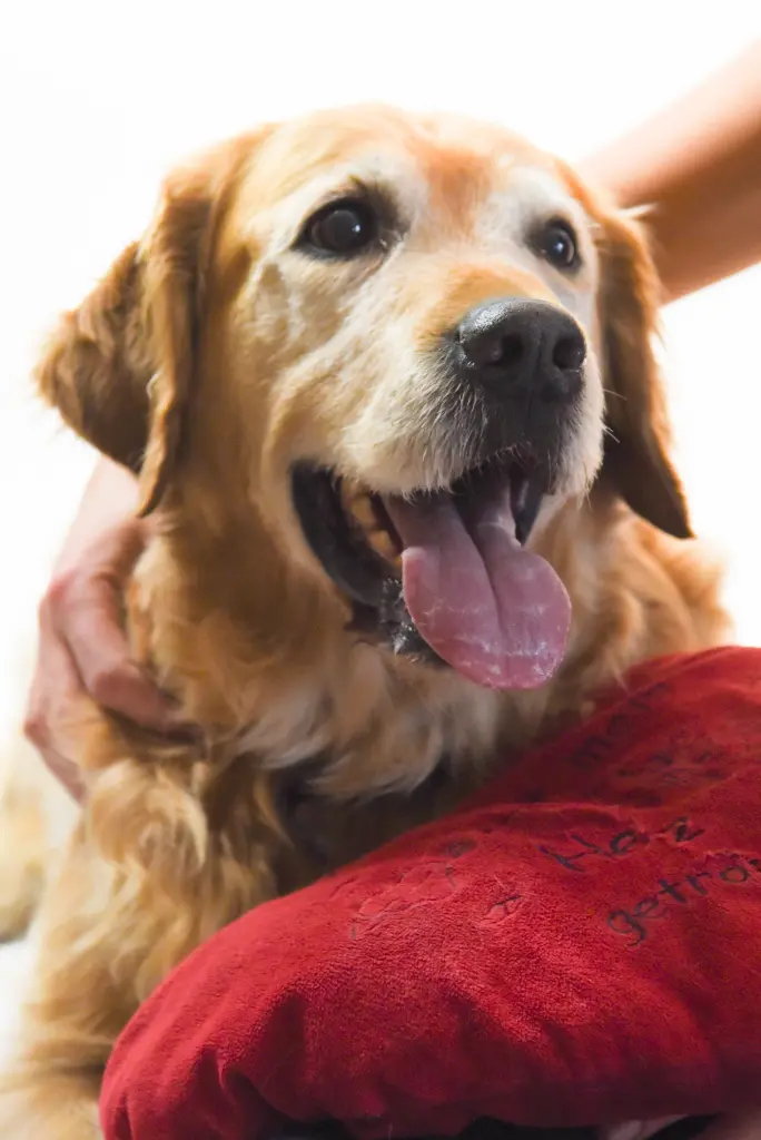 Andachtsbild von Micha mit Cäsar im Herzen