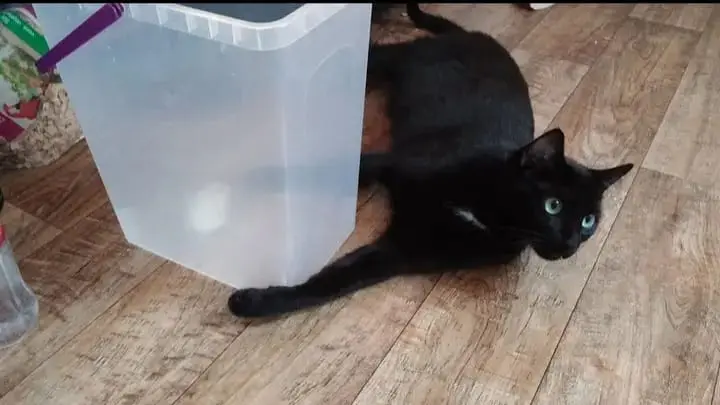 Snowball in ihren jungen Jahren