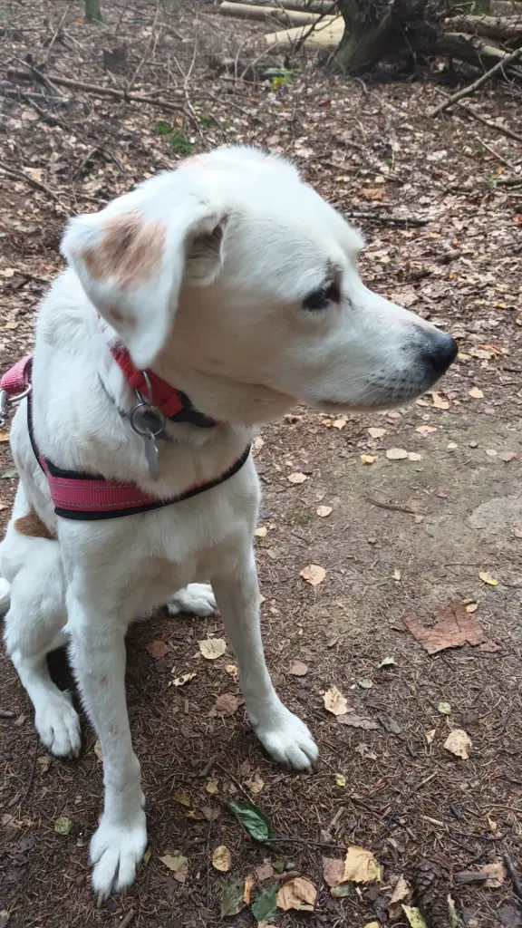 Bild von Popi