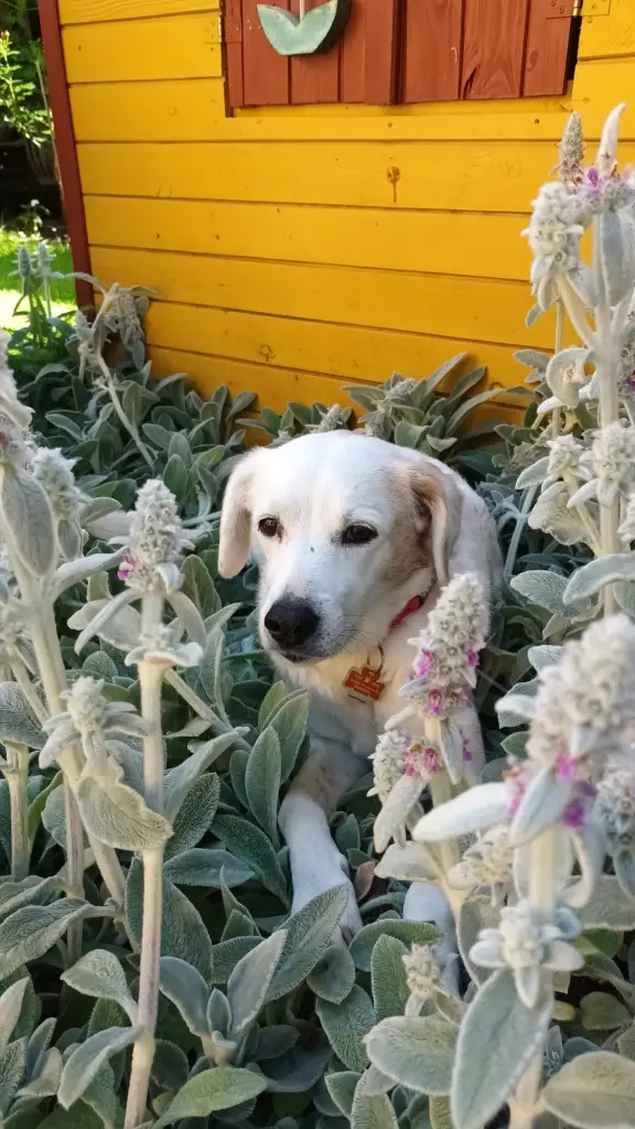 Einer meiner Lieblingsplätze zwischen den Blumen