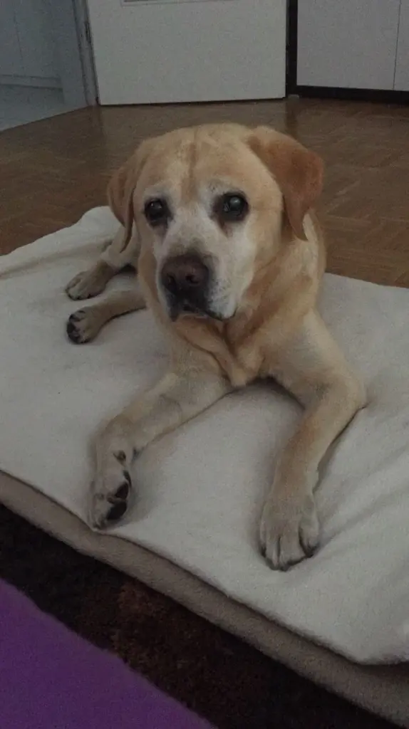 Condolence image of Elzbieta mit Max im Herzen 