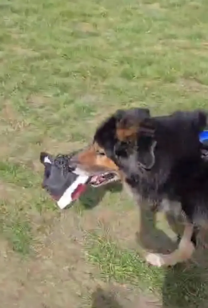 Andachtsbild von Tom mit seinem Engel Sam Weber