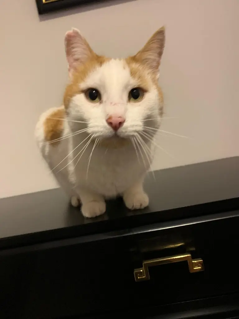 Andachtsbild von Martina