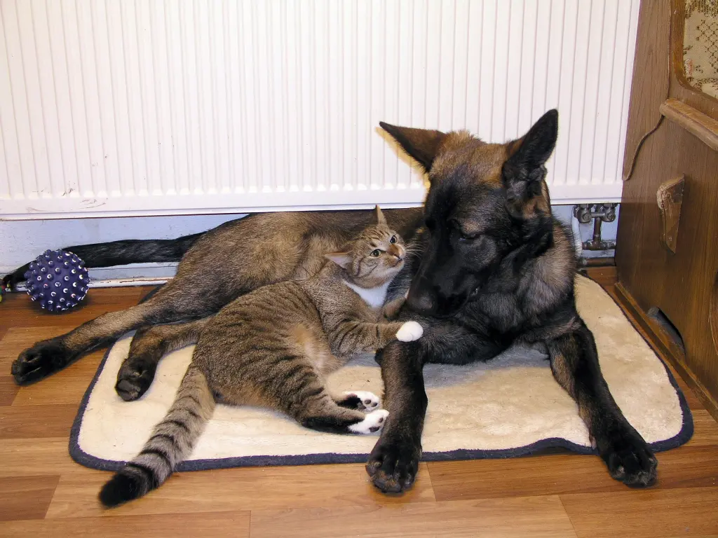 Beide spielen jetzt im Tierhimmel